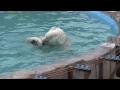 polar bears are playing 母といっしょにプール遊び ホッキョクグマ親子