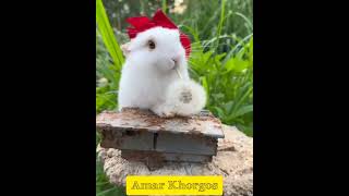 #AmarKhorgos #PetVlog #Bunny