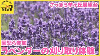 園児ら参加「刈り初め式」ラベンダーの刈り取り体験　イベントは今月18日まで　さっぽろ羊ヶ丘展望台