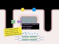 excitation contraction coupling in heart muscle cells anatomy physiology heart calcium