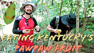 Eating the Paw Paw fruit - delicious native KY delicacy: Kentucky Food Forest