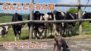 阿寒湖　動物達に逢いました　わんことぶらり旅