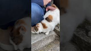 【伏見稲荷】足元に潜り込んでくる三毛猫ヌケニン　A cat crawling under your feet