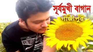 গাজীপুরের সূর্যমুখী বাগান থেকে | SUNFLOWER GARDEN | GAZIPUR