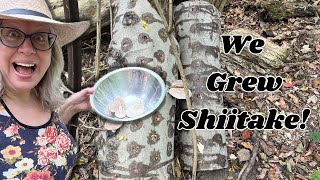 Surprise Shiitake Harvest: Fruiting a Year Early! 🍄