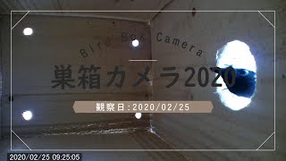 野鳥の巣箱 シジュウカラが訪問 2020/02/25