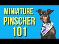 Miniature Pinscher – Dogs 101