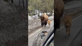 Little tippy taps #nature #yellowstone #travel #wildlife #bison #baby