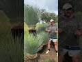 Trimming Blue Grass Trees