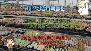 대구성암다육농원 입문자용 창을 조금 준비해봤어요~~~ 구경들오세요~~