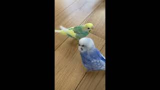 飼い主を追いかけてきたインコたちを、暖かいリビングに誘導しましょう