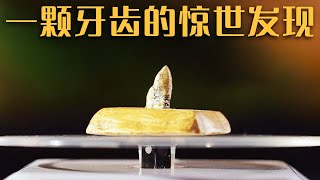 “河套人”牙齿现世 轰动世界 真品却被送到了法国？《探索·发现》探秘河套人 | 中华国宝