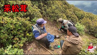 又是一年松茸季，全家人出动满山采松茸，一天能采多少斤松茸呢？【嘉绒阿斌】