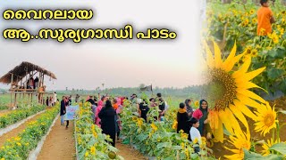 ഇതാ..മലപ്പുറത്തെ ആ സൂര്യഗാന്ധിത്തോട്ടം | Sunflower Plant