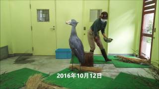 shoebill ハシビロコウ ささのお食事