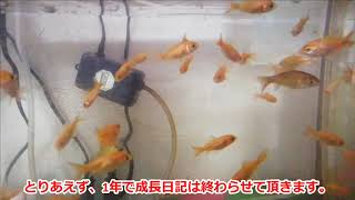 ㊗1年㊗金魚の卵から稚魚ちゃん