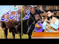 ''Weak To Heavy'' Transformation of ''GAINT' Bigest Bull Cow Calf | Increase Height of Bull for Meat