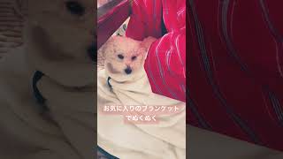 冬の朝が少し苦手なトイプードル #shorts #犬 #トイプードル