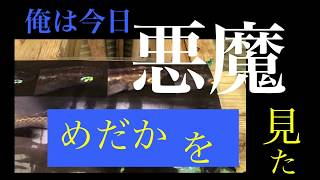 あの【悪魔めだか】見てきました‼️【アキランカ】