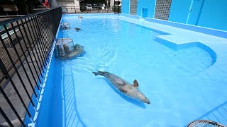 アザラシ一家が新居にお引っ越し　おびひろ動物園