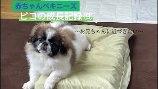 【赤ちゃんペキニーズ】ピコの成長記録⑨