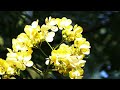 flowers of senna spectabilis