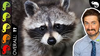 Raccoon, The Best Pet Mammal?