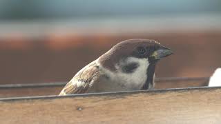 Vrabec polní (Passer montanus) - okolo letí dravec, Eurasian tree sparrow, Полевой воробей,