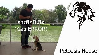 Petoasis : การฝึกลูกหมาบีเกิล (น้องหมาชื่อ Error)