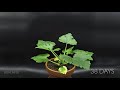 growing zucchini time lapse seed to fruit in 78 days