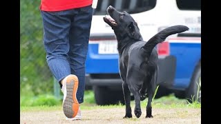 盲導犬としての訓練って、どんなことをしているのかな？　訓練の内容をご紹介します。