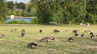 How many geese are in Willamette Park, Portland, Oregon? | 数大雁，威拉米特公园，波特兰，俄勒冈州