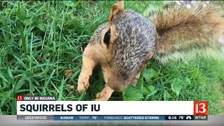 Only in Indiana: Squirrels of IU