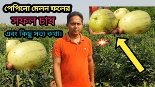 পেপিনো ফল।পেপিনো মেলন ফলের সফল চাষ এবং কিছু সত্য কথা