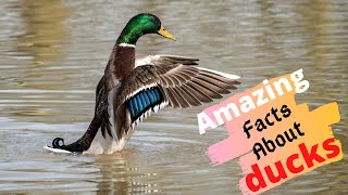 Top 10 Amazing Facts About Ducks