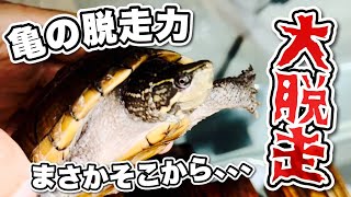 【亀飼育】我が家の亀が脱走しました、、、！脱走経路を分析して対策を考えていく。【ミシシッピニオイガメ】