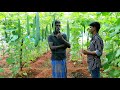 பீர்க்கங்காய் சாகுபடியில் இவ்ளோ வருமானமா uzhavan magan luffa acutangula cultivation in tamil