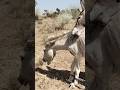 #animals #youtubeshorts #shortvideo #viralshorts @CkanimaLs2-o1o