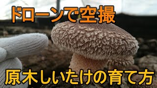 ドローンで空撮！原木しいたけの育て方