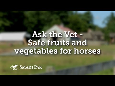 Can horses eat not ripe apples?