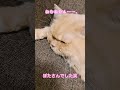 【保護猫】肉巻きおにぎりが落ちているかと思ったら愛猫でした