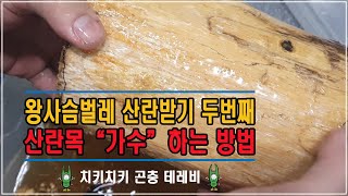 왕사슴벌레 다산을 위한 산란목 가수 하는 방법 [치키치키]