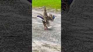 Mallard ducks enjoy eating マガモが草を食べる #shorts