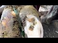 hoof cleaning infection asmr hoof hooftrimming infection cow @hoofcleaning h6d @thehoofgpclips