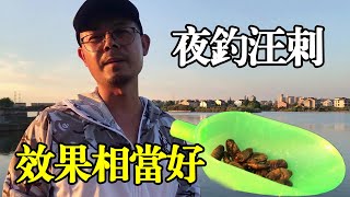 实战：夜钓汪刺用上串钩，钓上的鱼个体大，效果相当好！【户外老曹】