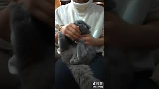 这是一只无法控制的猫