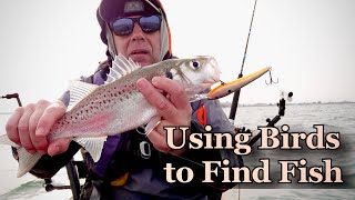 Using Birds to Find Fish - Seabass and Spotted Seabass  - Flock of Terns