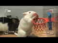 Rat Basket ball World Championship 2017