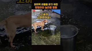 마지막 이별을 하기 위한 댕댕이의 놀라운 행동