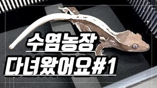 수염농장 다녀왔어요 1편